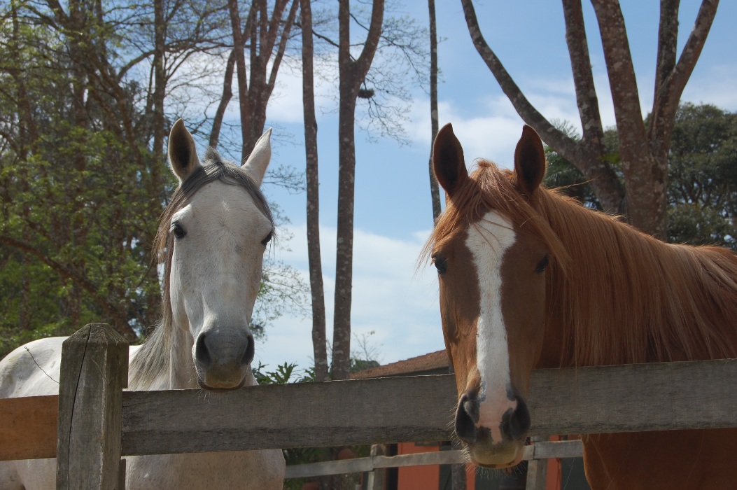 Como anda o preparo do seu cavalo?